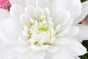 Naklejka na ściany i meble white flower chrysanthemum, close up