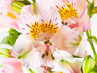 Obraz na płótnie Canvas pink fresh alstroemeria flower