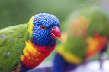 Rainbow Lorikeet