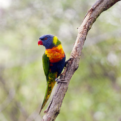 Rainbow Lorikeet