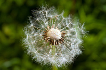 Dandelion