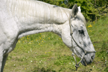 Obraz na płótnie Canvas Portrait of white horse