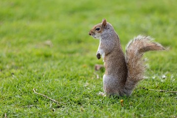 Obraz premium Cute squirrel