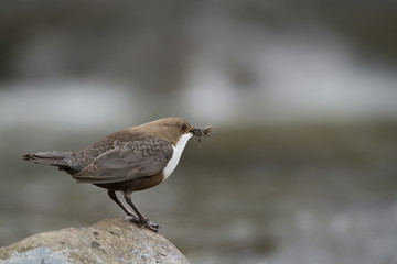 Cincle plongeur (cinclus cinclus) oiseau des rivières