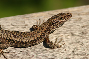 lizard detail