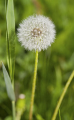 dandelion with green grass