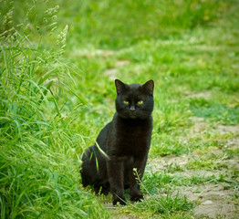 Naklejka na ściany i meble Black cat in the garden