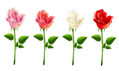 Set of roses on a white background