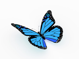 Butterfly blue color isolated
