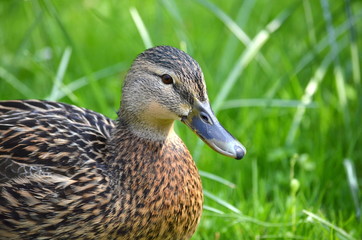 Ente