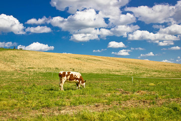 Fototapeta na wymiar Single cow in green nature