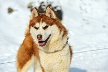 Husky dog