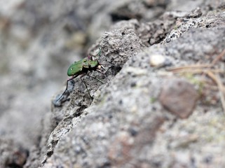 Feldsandläufer (Cicindela campestris)