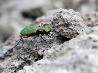 Feldsandläufer (Cicindela campestris)