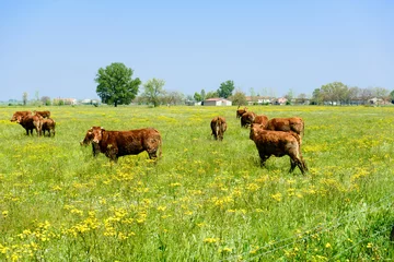 Papier Peint photo autocollant Vache Vaches au pâturage - Vaches au pâturage