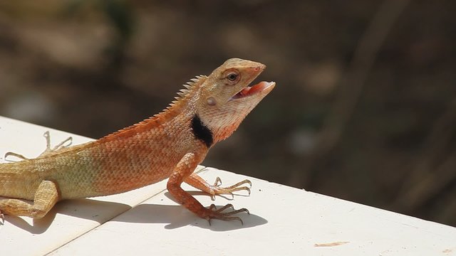 lizard