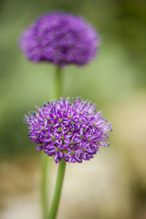 Fototapeta premium Purple Flower