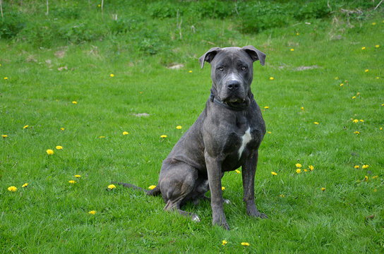 Dogo Canario