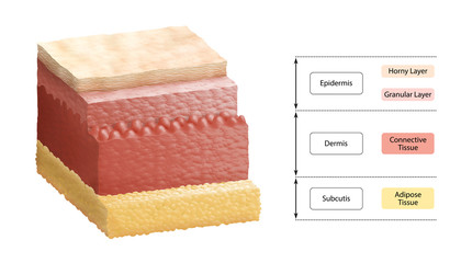 Layers of Human Skin - Cross Section