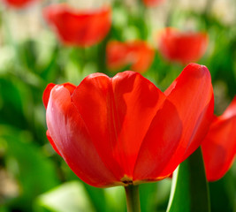 Red spring tulip on the nature background