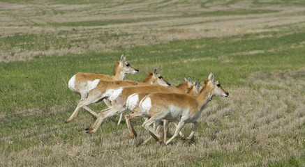 Running Pronghorn Antelope