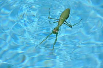 mante à l'eau