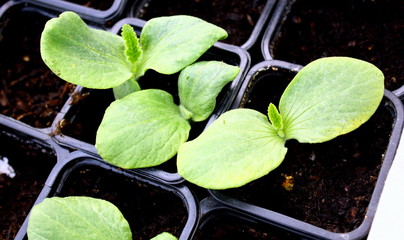 jeunes plantules en croissance