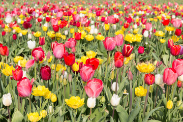 Obraz premium Field of beautiful colorful tulips in the Netherlands