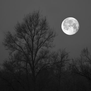 Full Moon and Tree