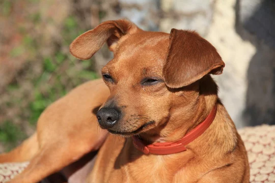 Pinscher Nain Noir Beige Marron Dobermann Stock Photo Adobe Stock
