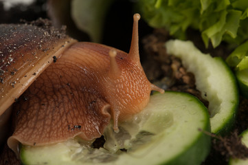 Schneckensalat
