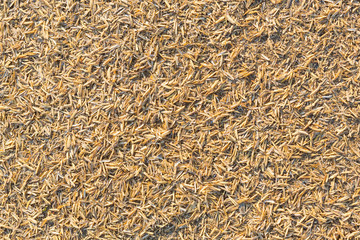 Rice husk texture