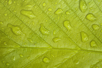 Leaf with raindrops