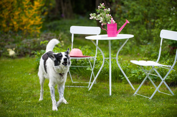 Hund im Garten