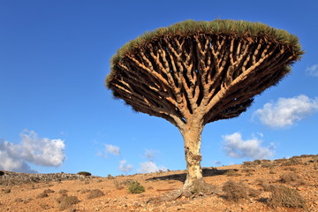 Fototapeta na wymiar Smok tree - endemiczne drzewo z Soqotra, Jemen