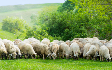Obraz na płótnie Canvas Owce na polu jedzenia trawy