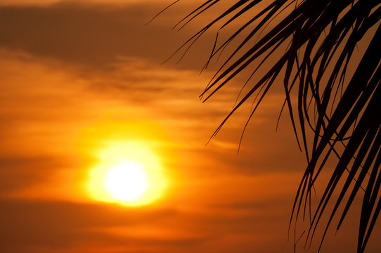 Sunset with palm