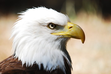AGUILA CALVA