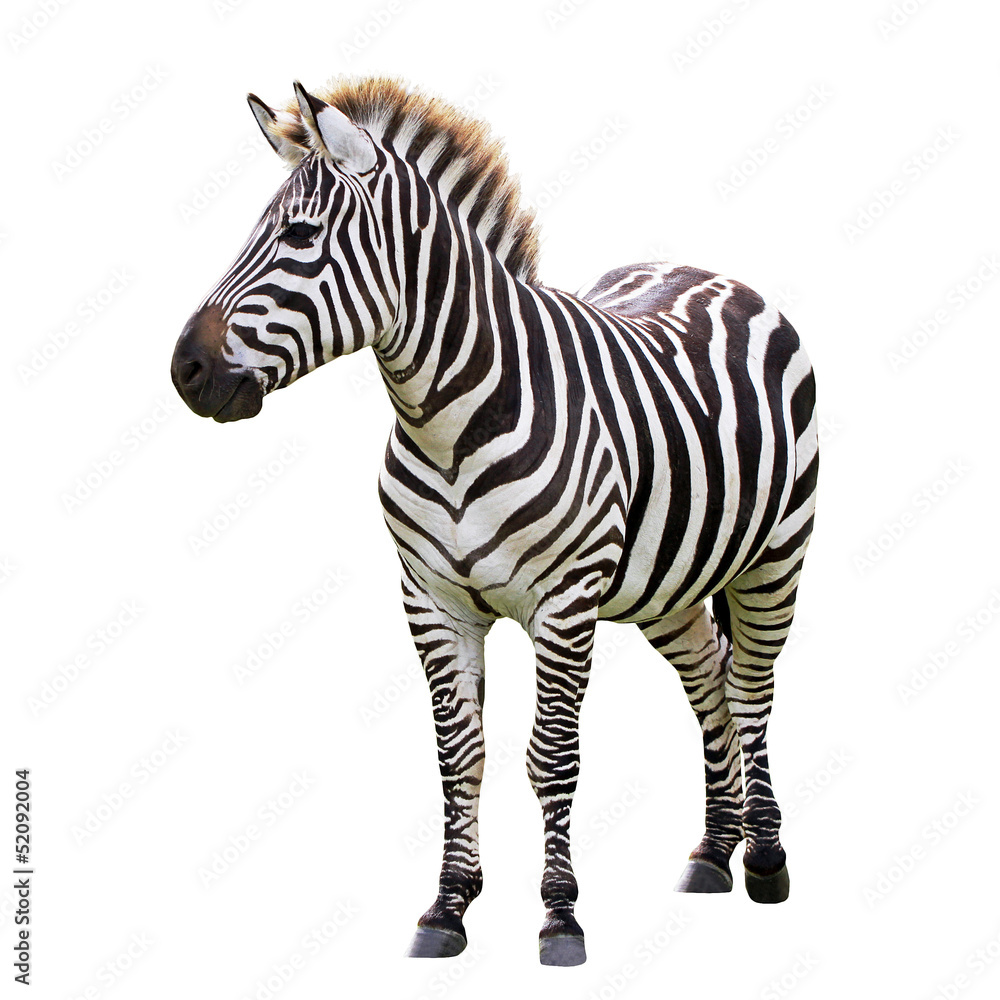 Fototapete Zebra isolated on white