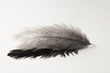 Dos plumas de avestruz © javiervegas