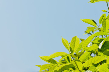 Green leaves