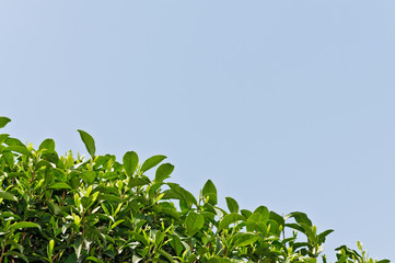 Green Tea Leaf