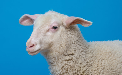 a lamb  - portrait on a blue background