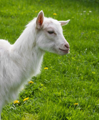 an young whte goat in the gatden
