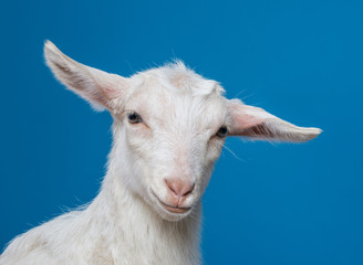 Obraz premium whte goat - on a blue background