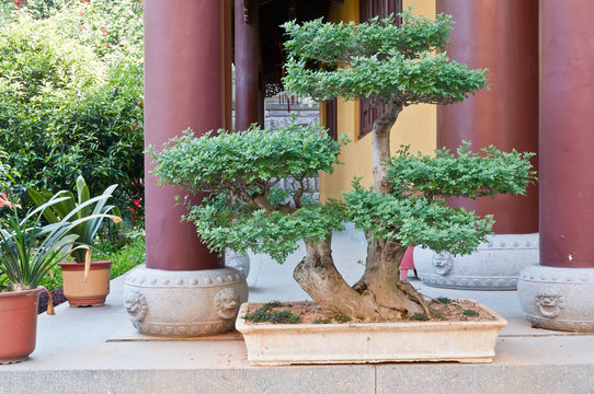 Garden of bonsai