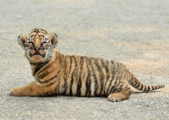 baby bengal tiger