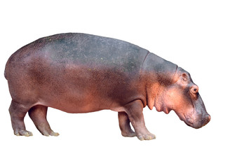 hippopotamus isolated