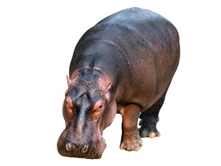 hippopotamus isolated - obrazy, fototapety, plakaty