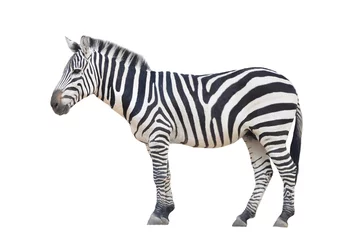 Foto op Plexiglas Zebra zebra geïsoleerd